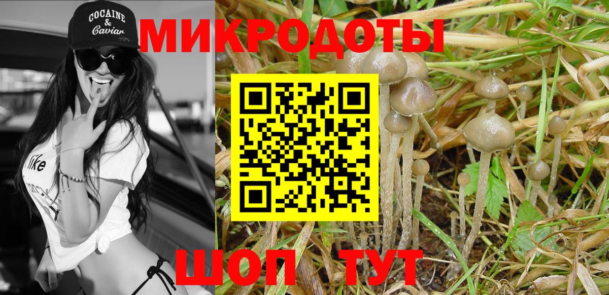 Псилоцибиновые грибы Psilocybine cubensis Тара